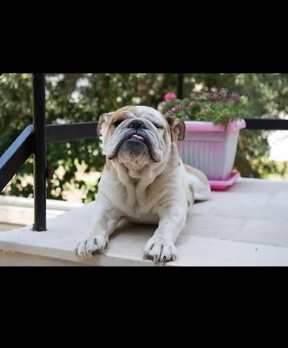 Lejlighed Vessarios *